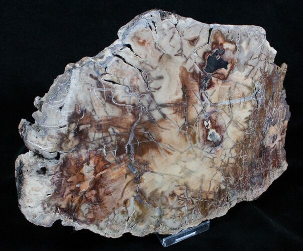 Beautiful x Inch Araucaria Petrified Wood Slab #3944